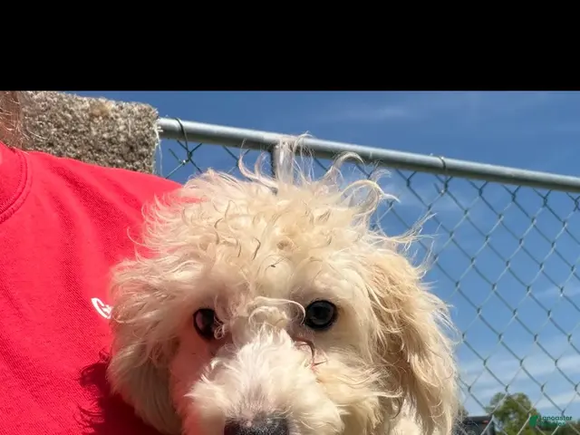 Miniature Poodle dogs for sale: Leeza - Ad 2