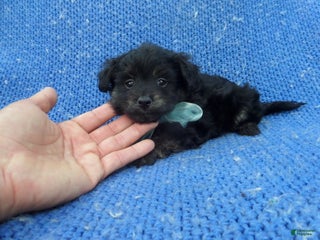 Maltipoo dogs Cocoa - Ad 36