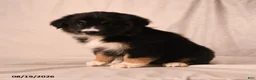 Miniature Australian Shepherd dogs for sale: Piper - Ad 1