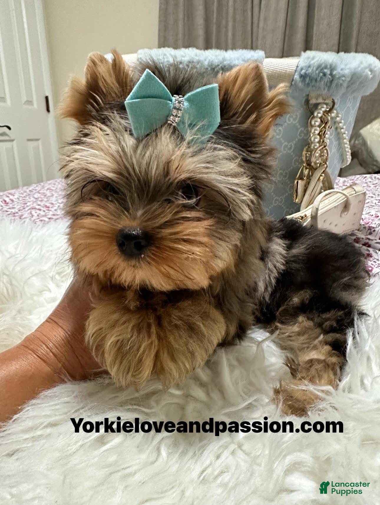 Yorkshire Terrier dogs Silver Merle - Ad 36