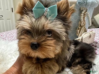 Yorkshire Terrier dogs Silver Merle - Ad 20