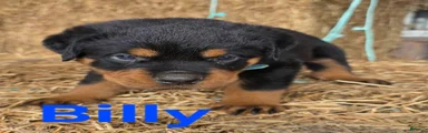 Billy
