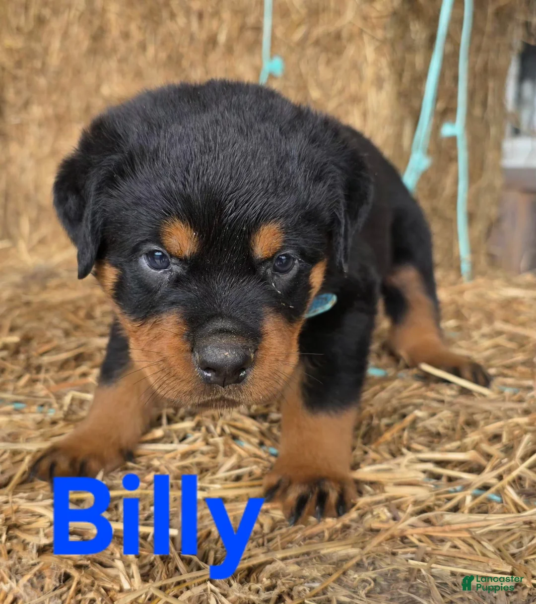 Rottweiler dogs for sale: Billy - Ad 2