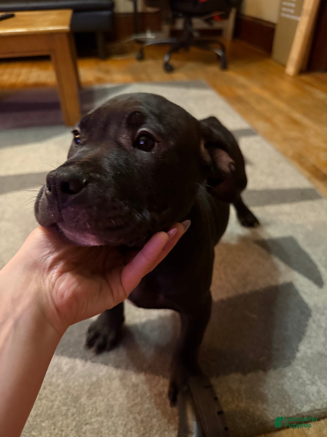 American Bully dogs for sale: Bella  - Ad 4