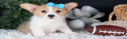 Welsh Corgi Pembroke dogs for sale: Ike - Ad 1