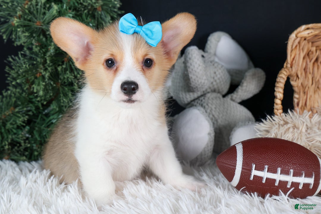 Welsh Corgi Pembroke dogs for sale: Ike - Ad 1