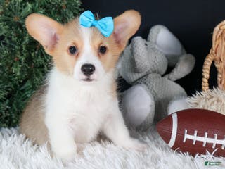 Welsh Corgi Pembroke dogs Ike - Ad 14