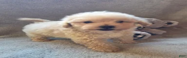 Tucker