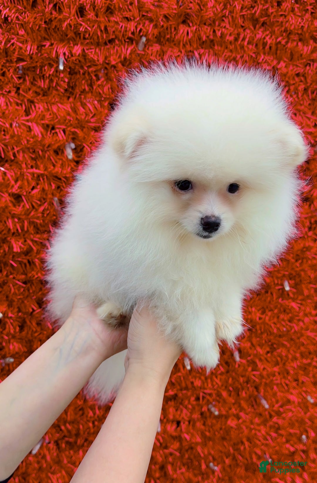 Pomeranian dogs for sale: Pomeranian Puppy cuddles  - Ad 3
