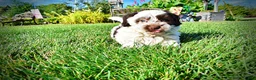 Havapoo dogs for sale: Chippy - Ad 20