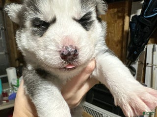 Siberian Husky dogs Siberian Husky Puppy 1 - Ad 33