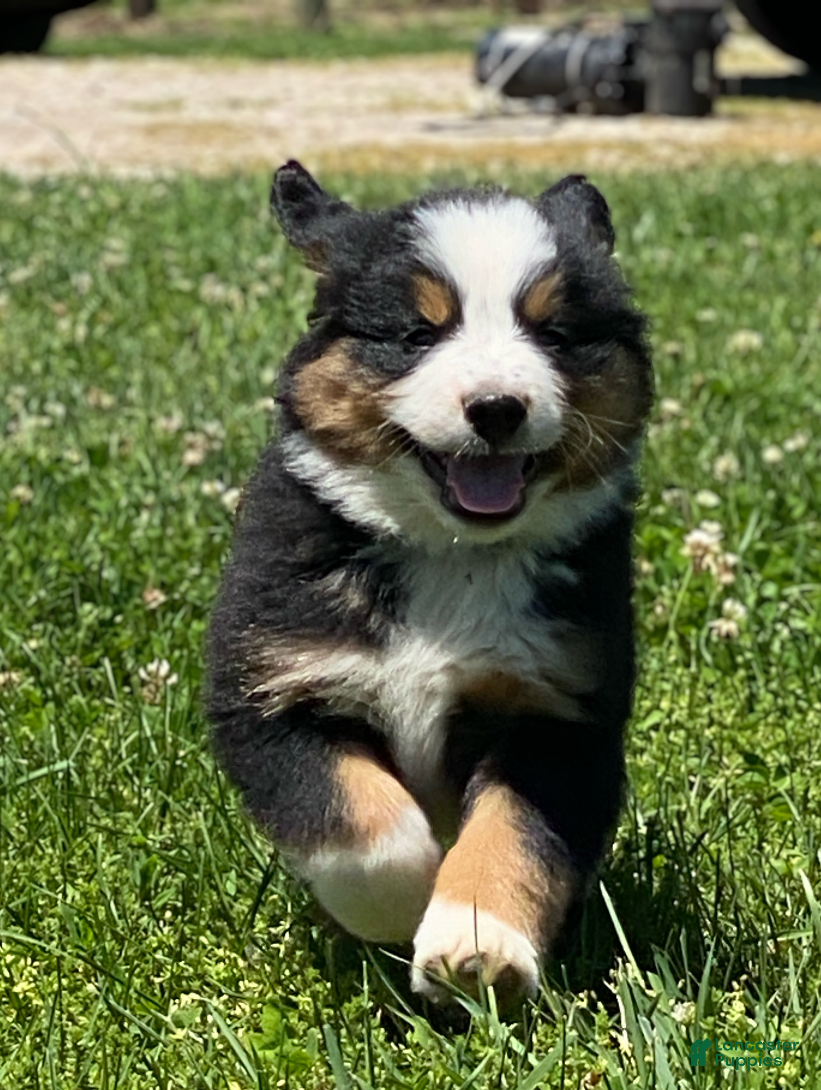 Mixed Breed dogs for sale: ♥️SWEET BERNIE♥️ - Ad 7
