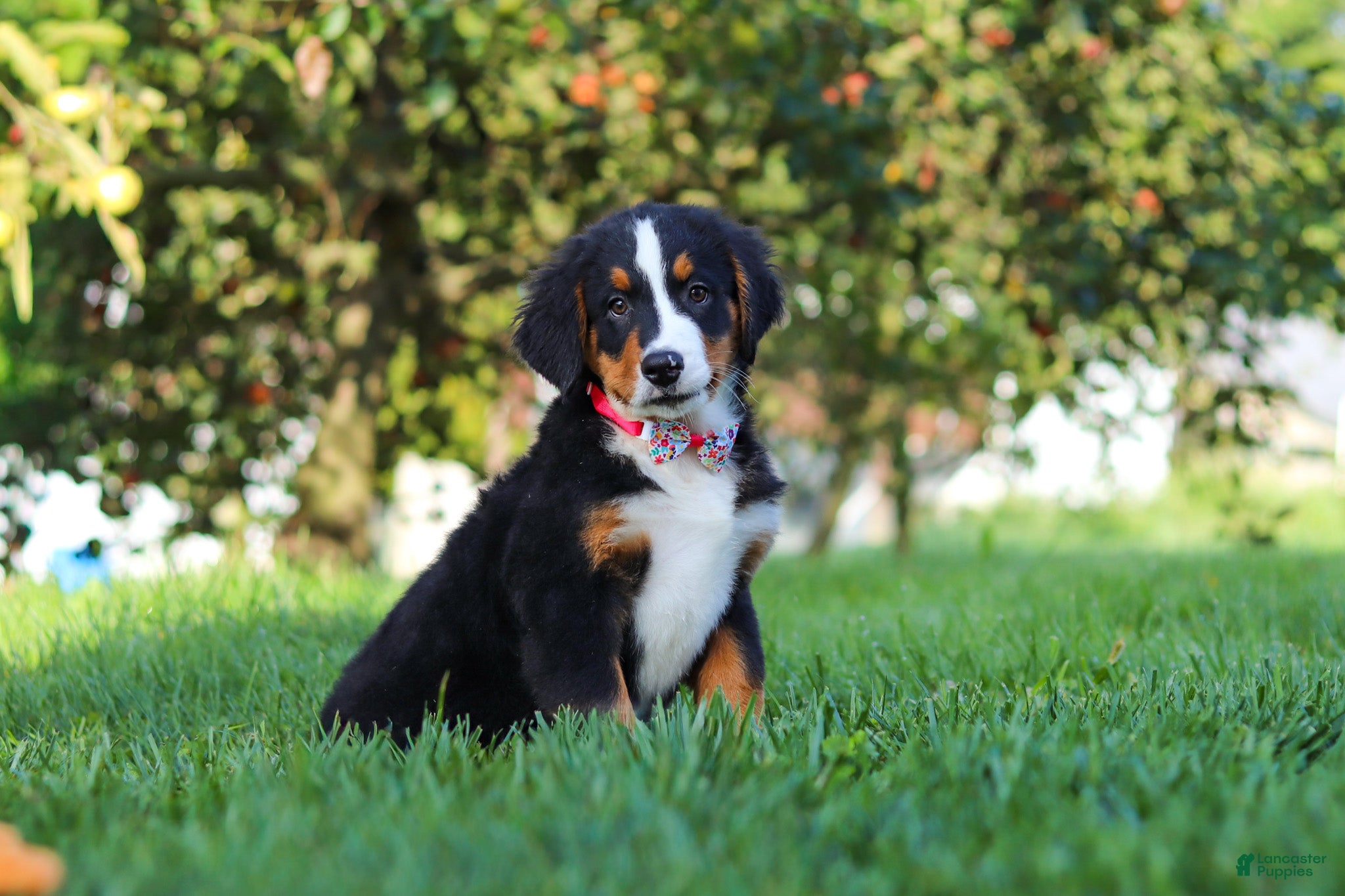 Bernese Mountain Dog dogs Casey - Ad 1