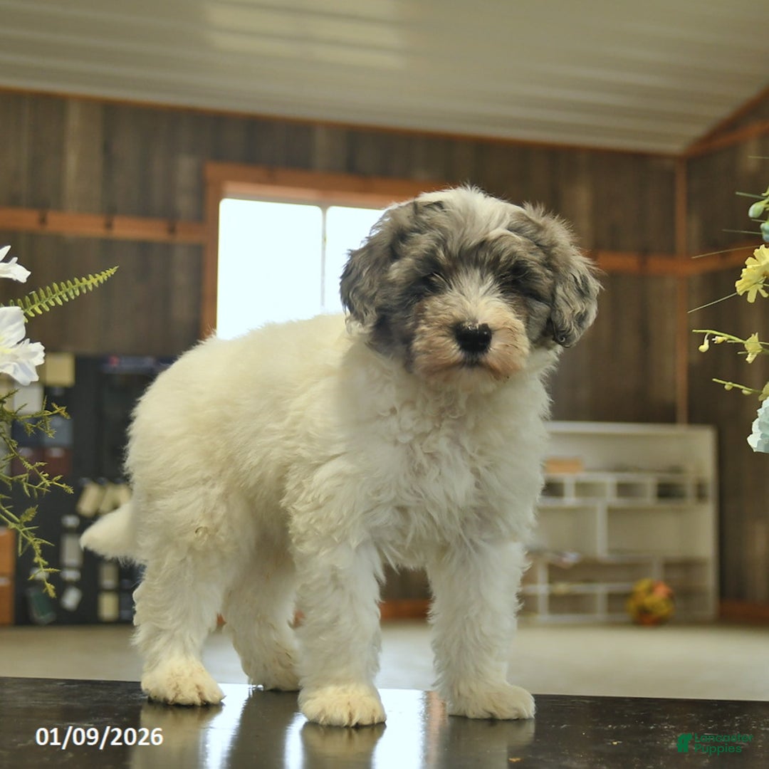 Sheepadoodle dogs for sale: Frodo  - Ad 2