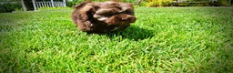 Havapoo dogs for sale: Frisco - Ad 15