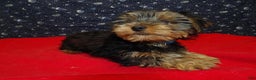 Yorkshire Terrier dogs for sale: James - Ad 4