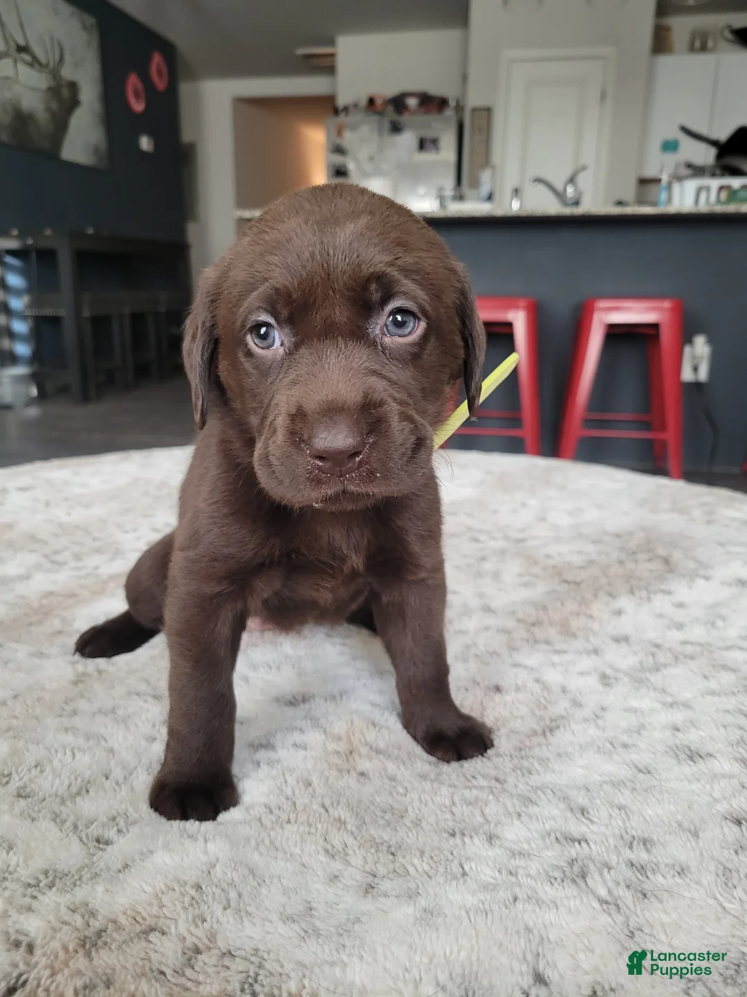 Labrador Retriever dogs for sale: Labrador Retriever Puppy 8 - Ad 2