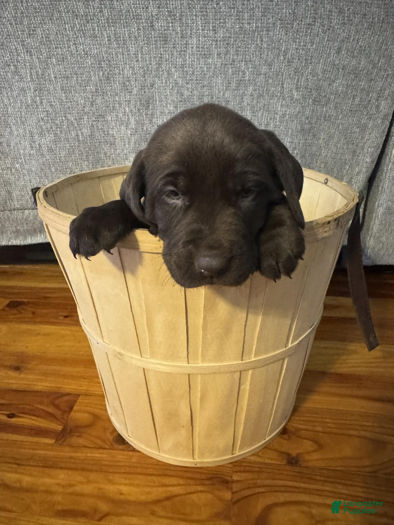 Labrador Retriever dogs Cedar - Ad 33