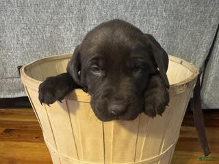 Labrador Retriever dogs Cedar - Ad 33