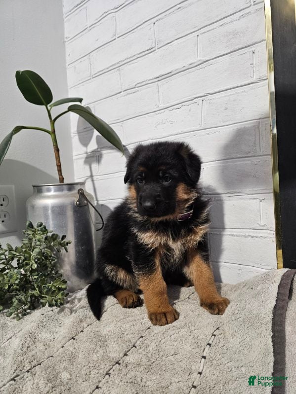 German Shepherd dogs Riley - Ad 2