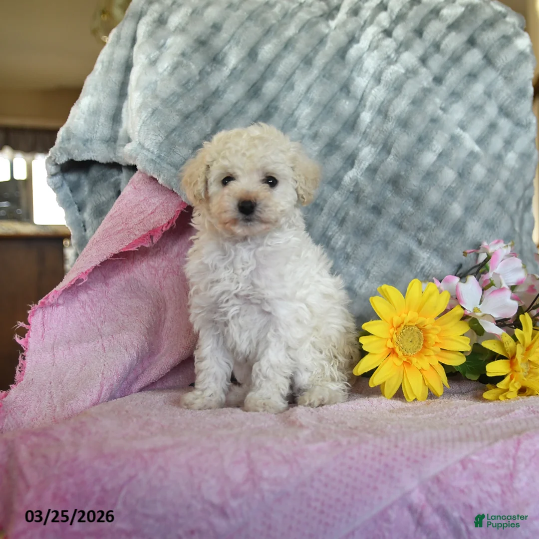 Toy Poodle dogs for sale: Lily - Ad 1