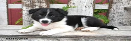Border Collie dogs for sale: Denver - Ad 4