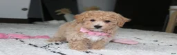 Bichpoo dogs for sale: Aubrey - Ad 8