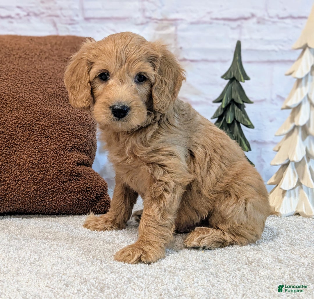 Mini Goldendoodle dogs for sale: Louie - Ad 2