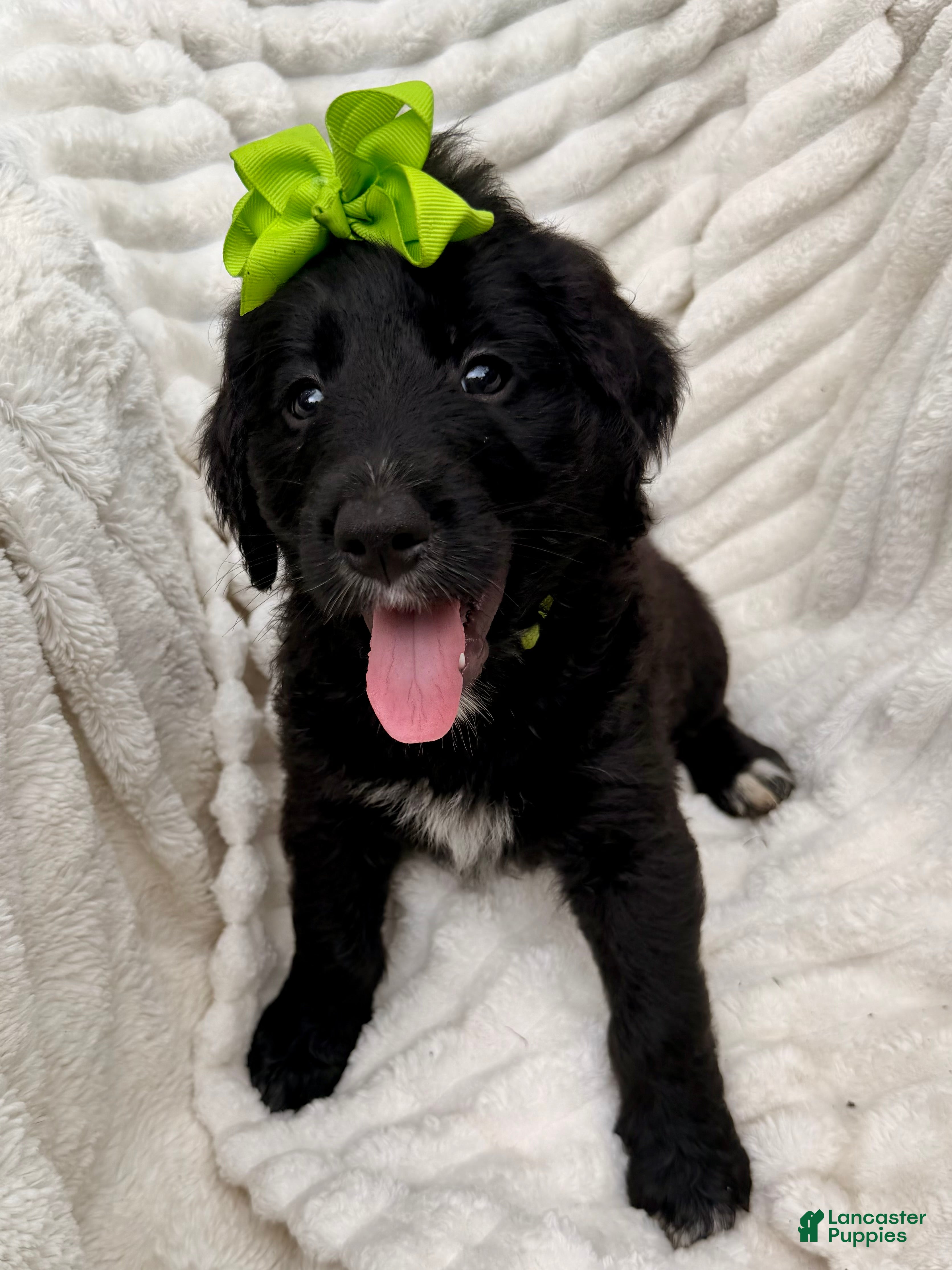 Bernedoodle dogs Green Bells - Ad 40