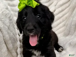 Bernedoodle dogs Green Bells - Ad 40