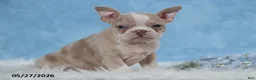 Frenchton dogs for sale: Sally - Ad 1