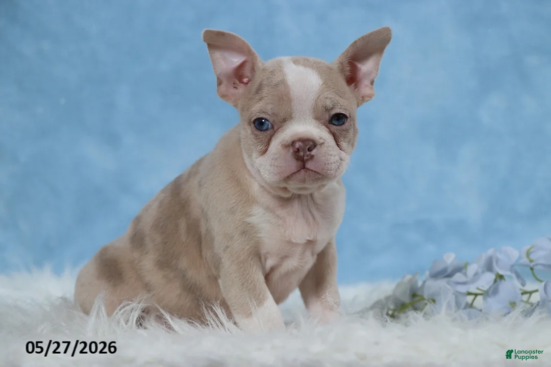 Frenchton dogs for sale: Sally - Ad 1