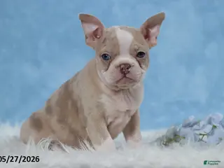 Frenchton dogs for sale: Sally - Ad 4