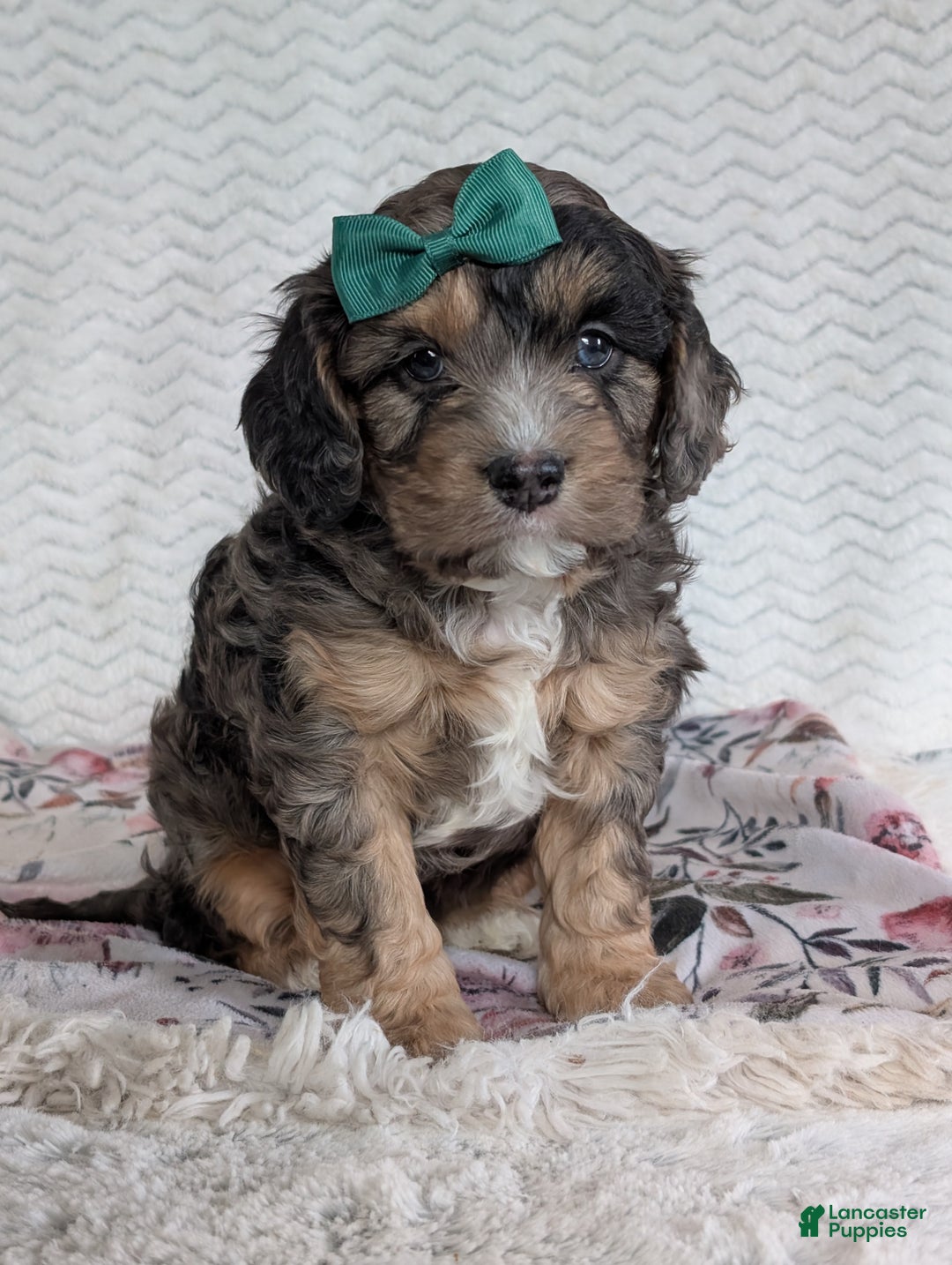 Cavapoo dogs for sale: Charlie  - Ad 6