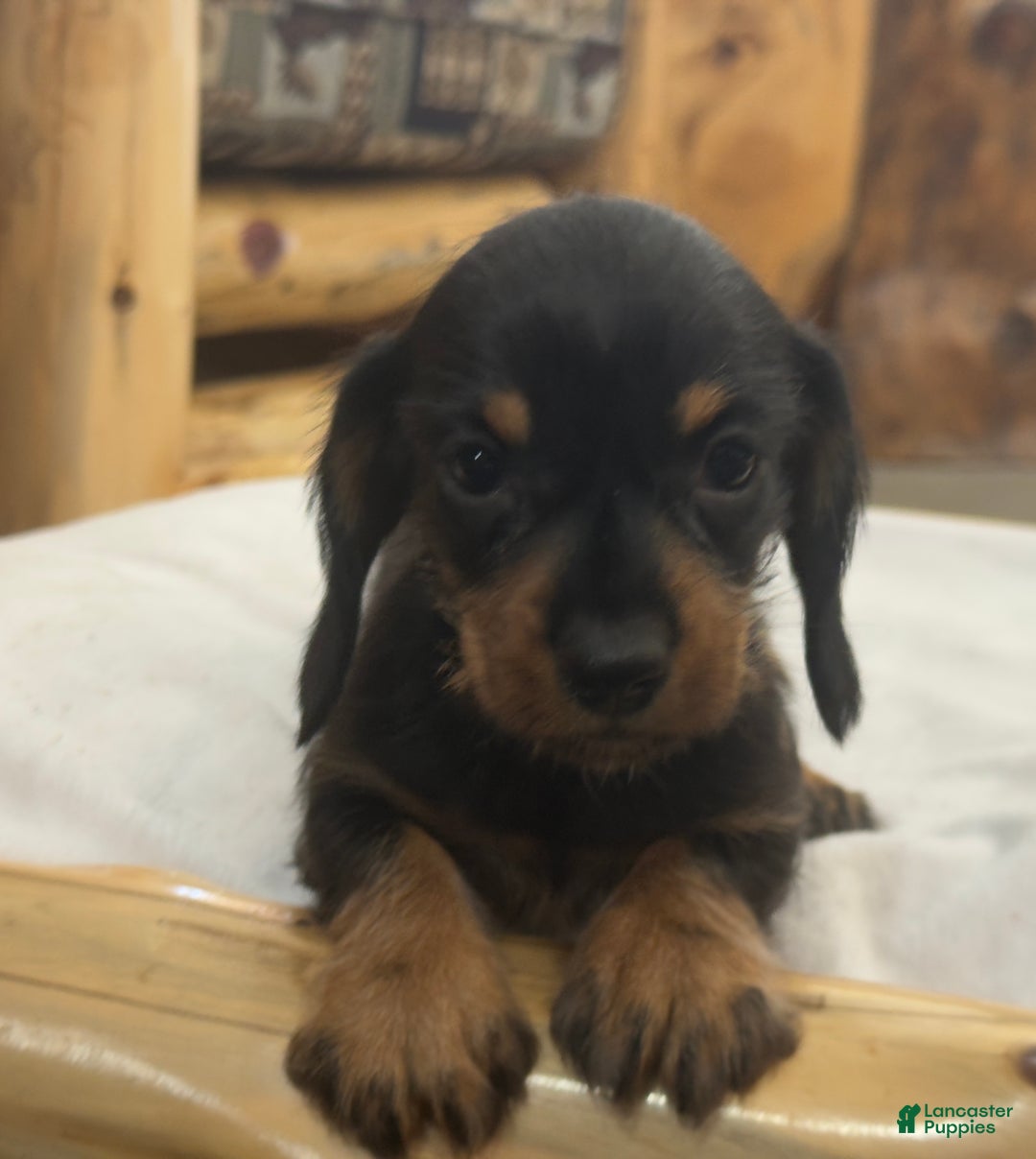 Miniature Dachshund dogs for sale: Poppy - Ad 4