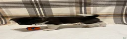 Akita dogs for sale: Sofie - Ad 6