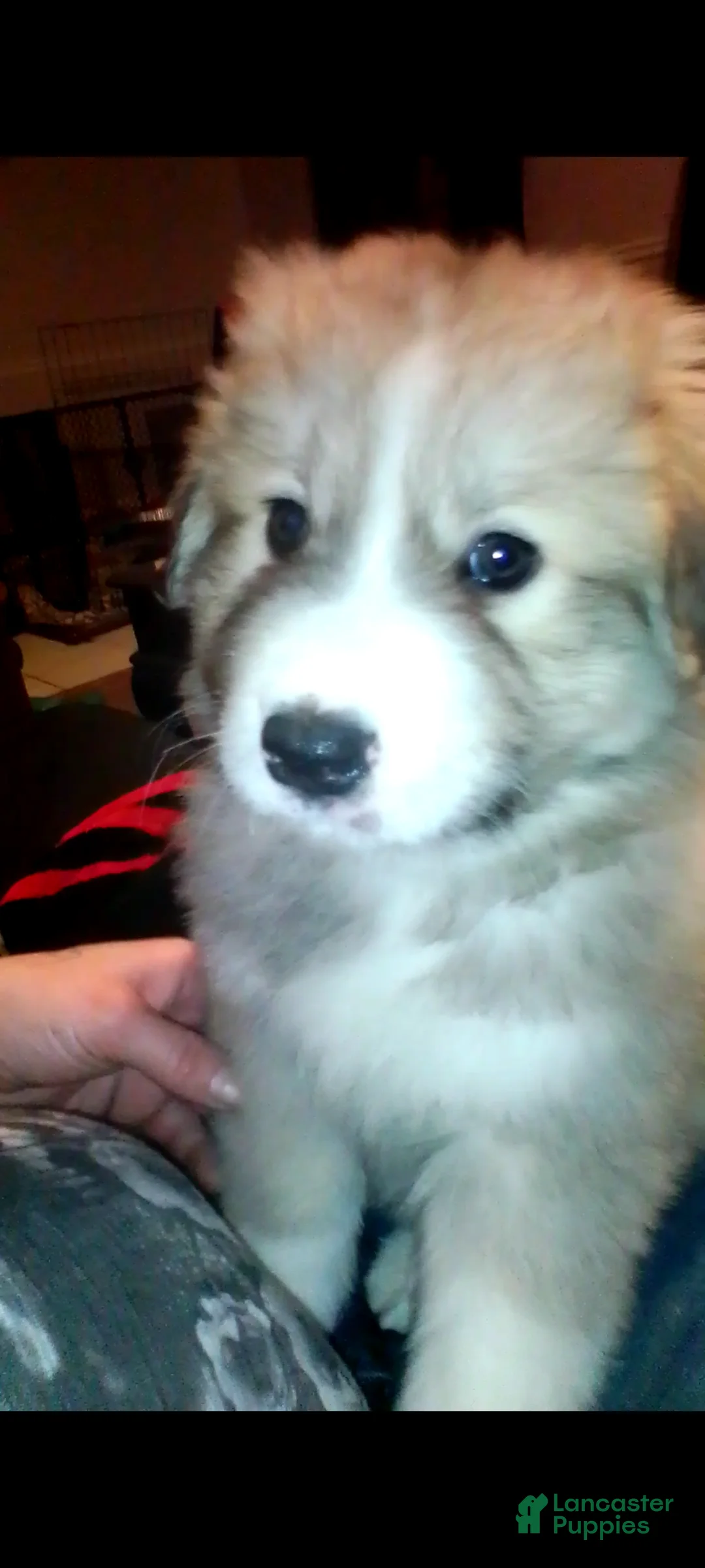 Mixed Breed dogs for sale: Rolly Polly Boy - Ad 10