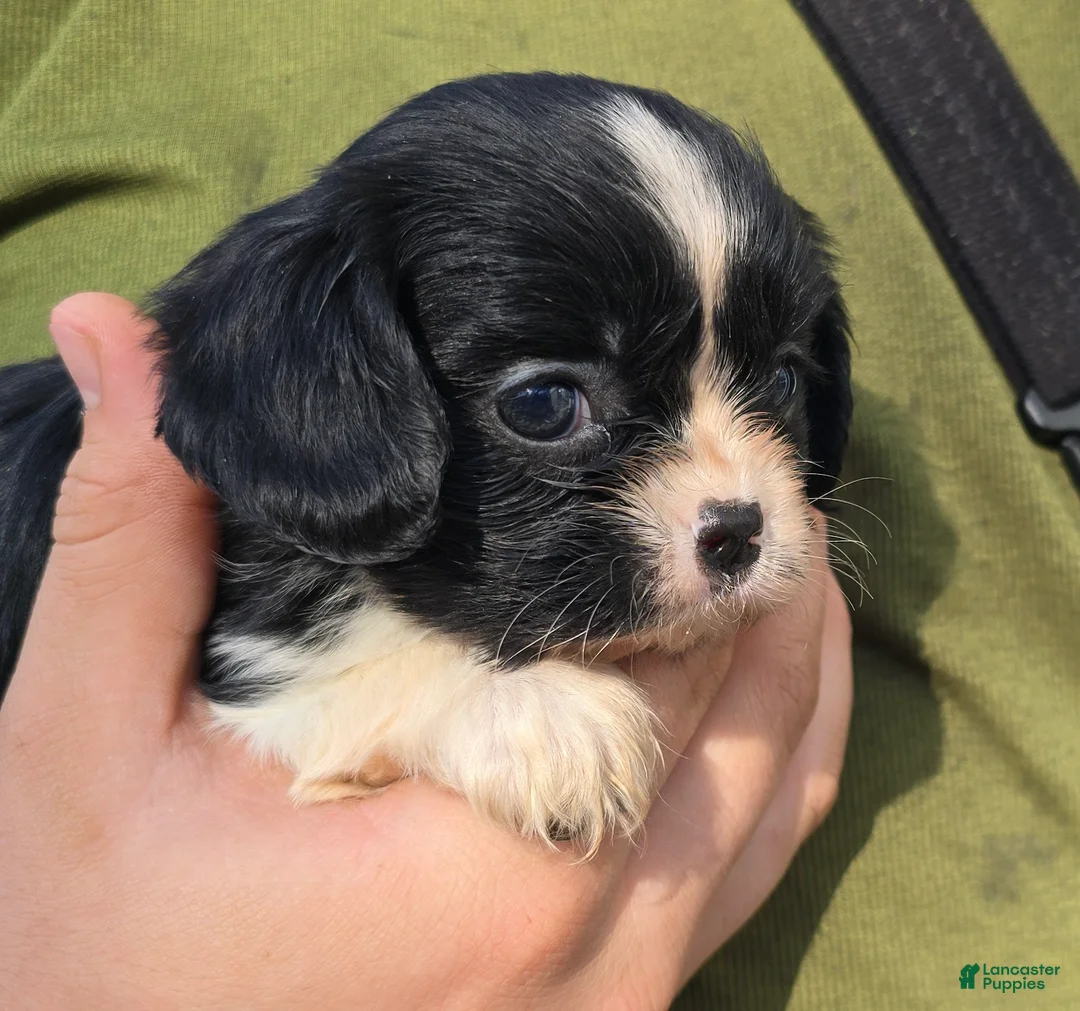 Cavalier King Charles Spaniel dogs for sale: Princess black and white - Ad 2
