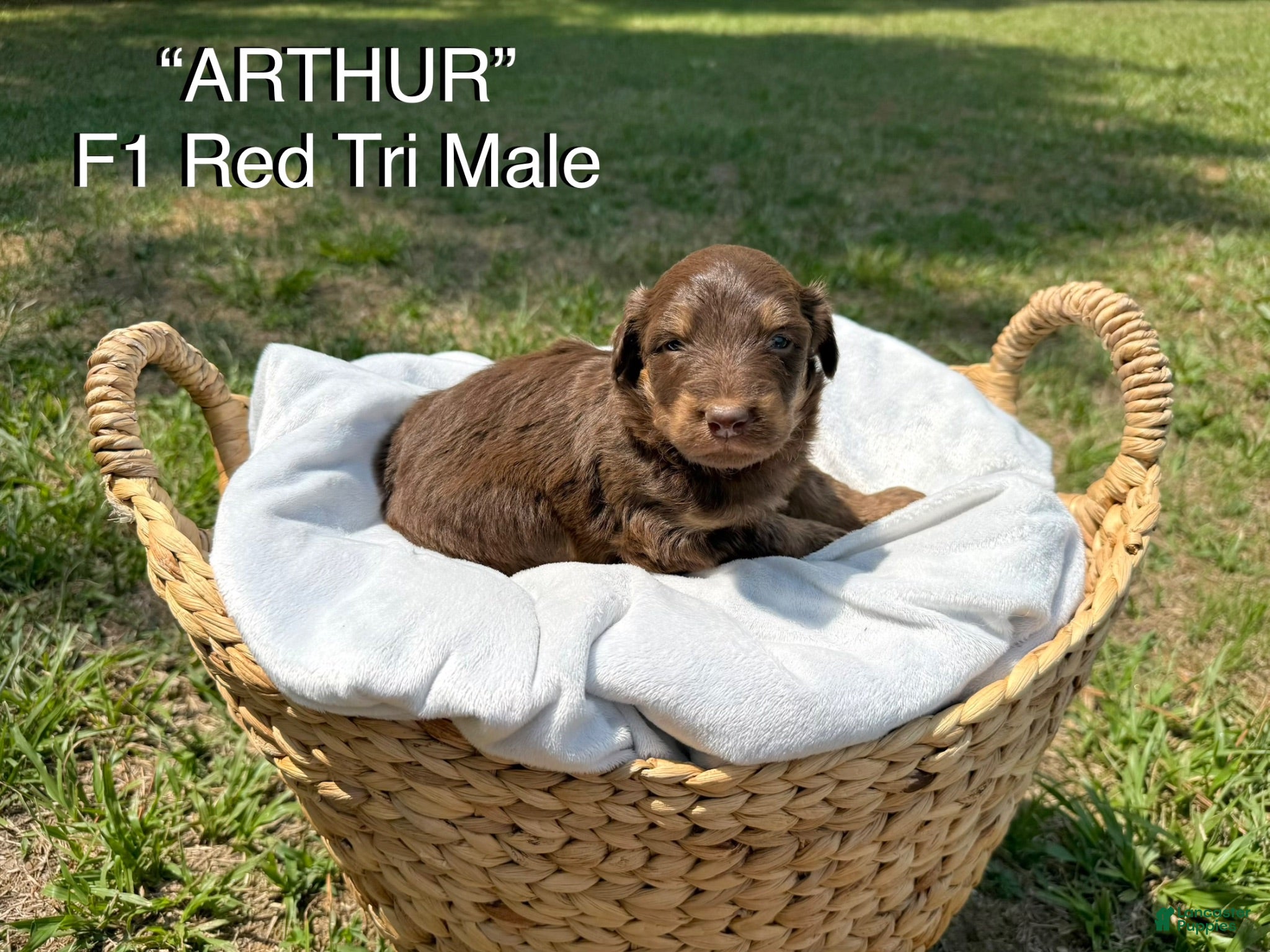 Aussiedoodle dogs Arthur - Ad 1