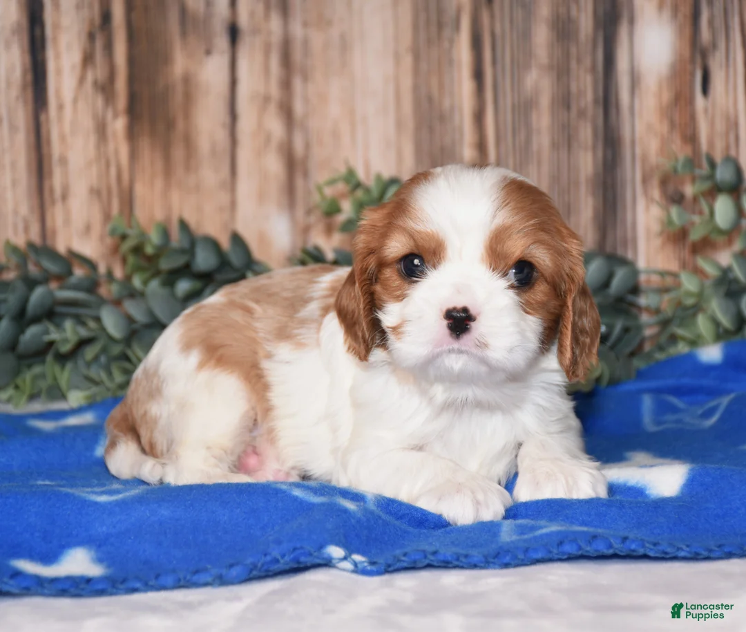 Cavalier King Charles Spaniel dogs for sale: Dynamite - Ad 1