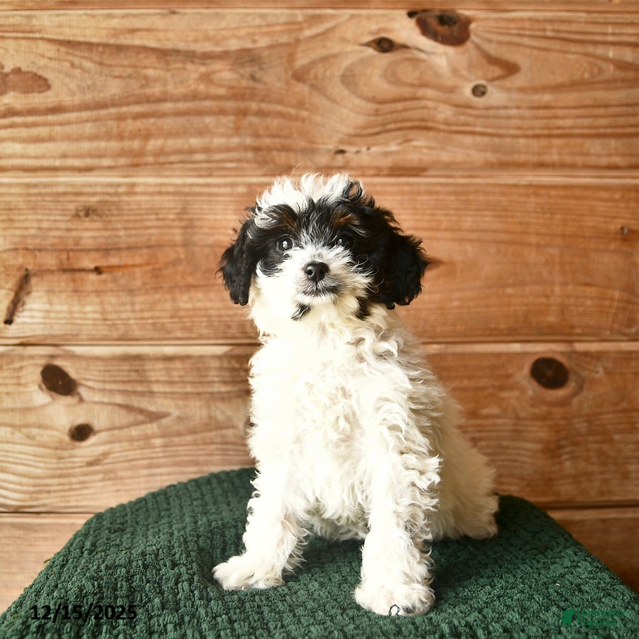 Mini Goldendoodle dogs Nia  - Ad 2