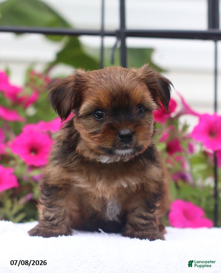 Shorkie dogs Marley - Ad 2