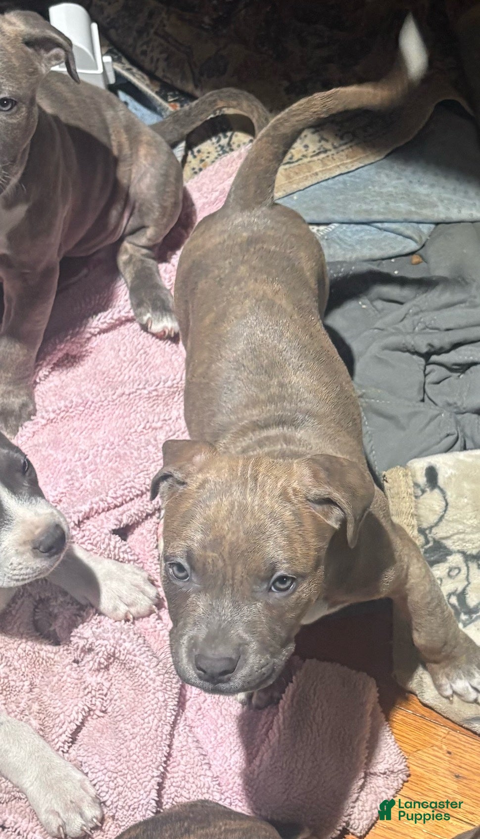 Mixed Breed dogs  lighter blue brindle - Ad 3
