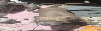  lighter blue brindle