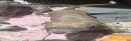 Mixed Breed dogs for sale:  lighter blue brindle - Ad 1