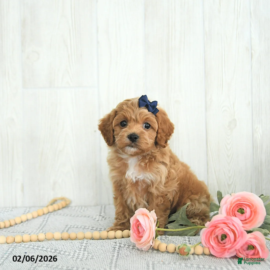 Cockapoo dogs for sale: Bubbles EXTRA SMALL - Ad 5