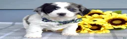 Cockapoo dogs for sale: Ollie - Ad 6