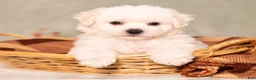 Bichon Frise dogs for sale: Quincey - Ad 2