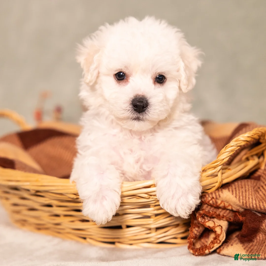 Bichon Frise dogs for sale: Quincey - Ad 2