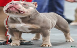 American Bully dogs for stud: Carnage Stud Ad - Image 5